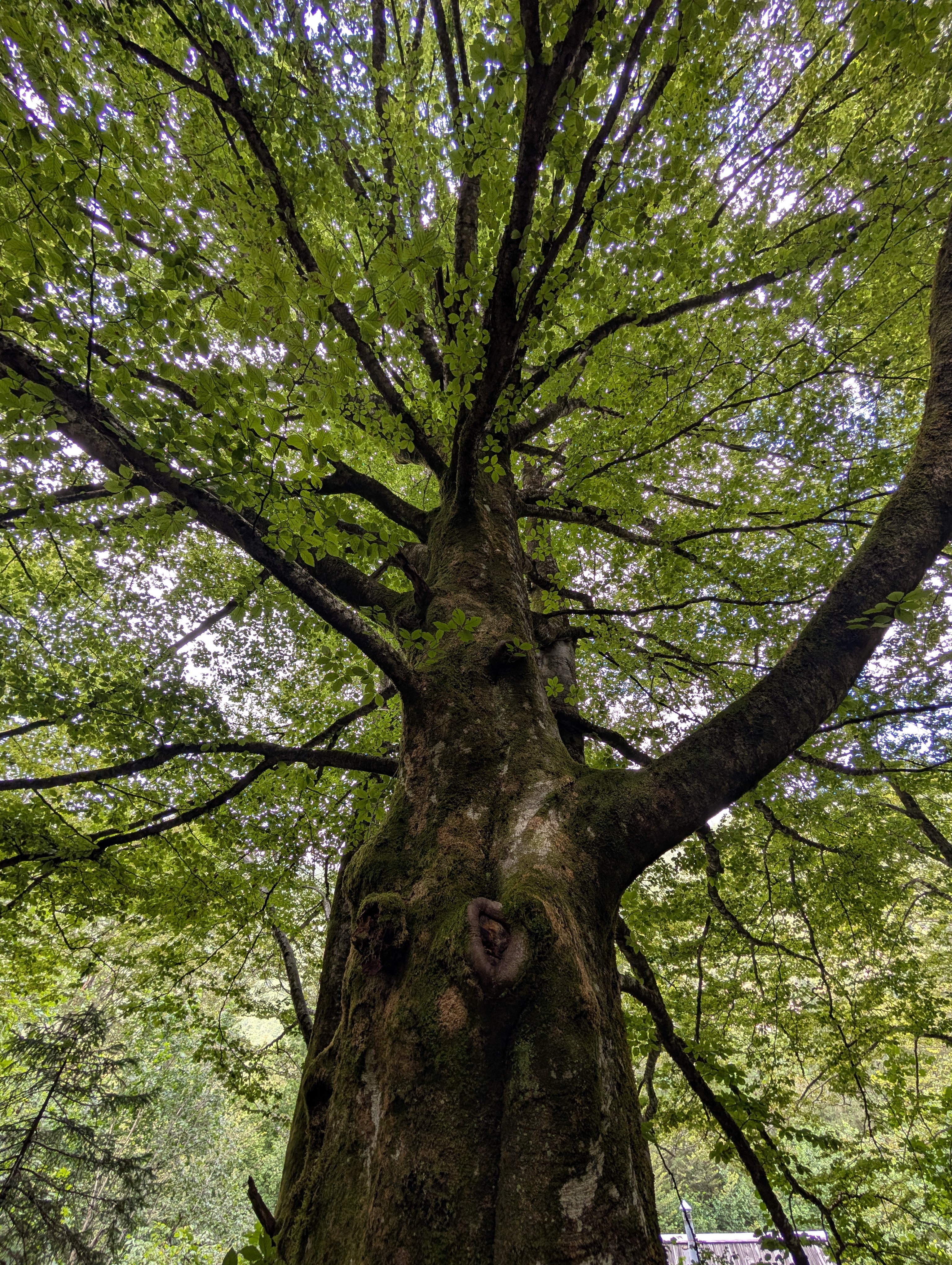 Waldbaden Bisamberg Wien – Nebelstimmung im Wald