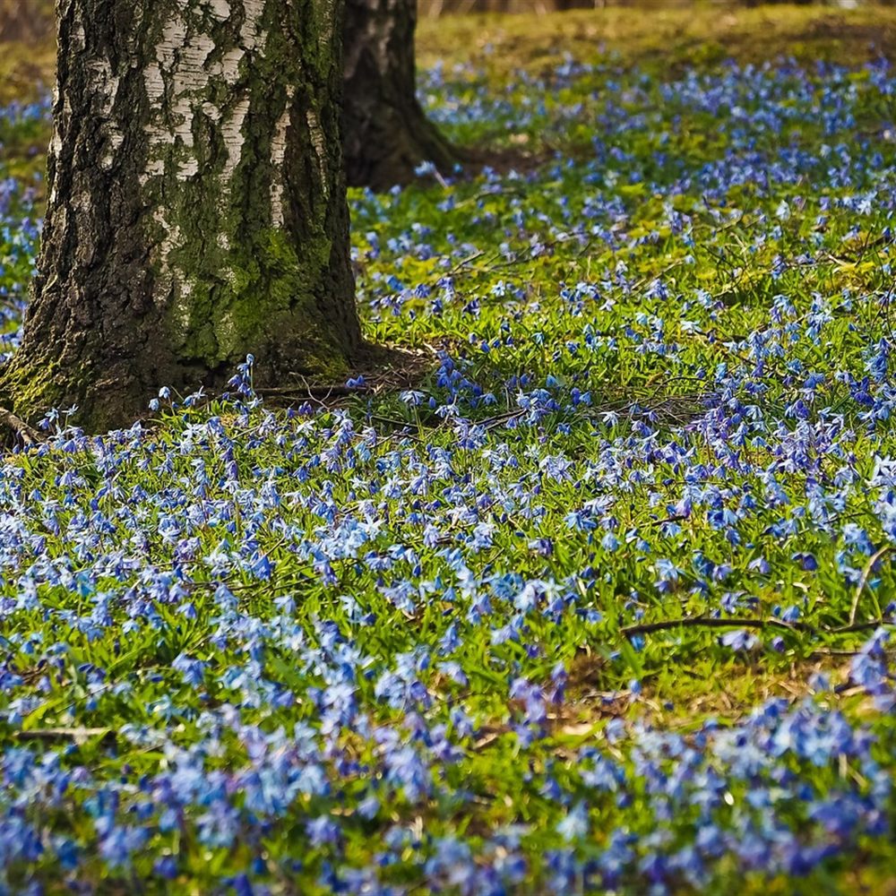 Blaubluehender Waldboden im Fruehling