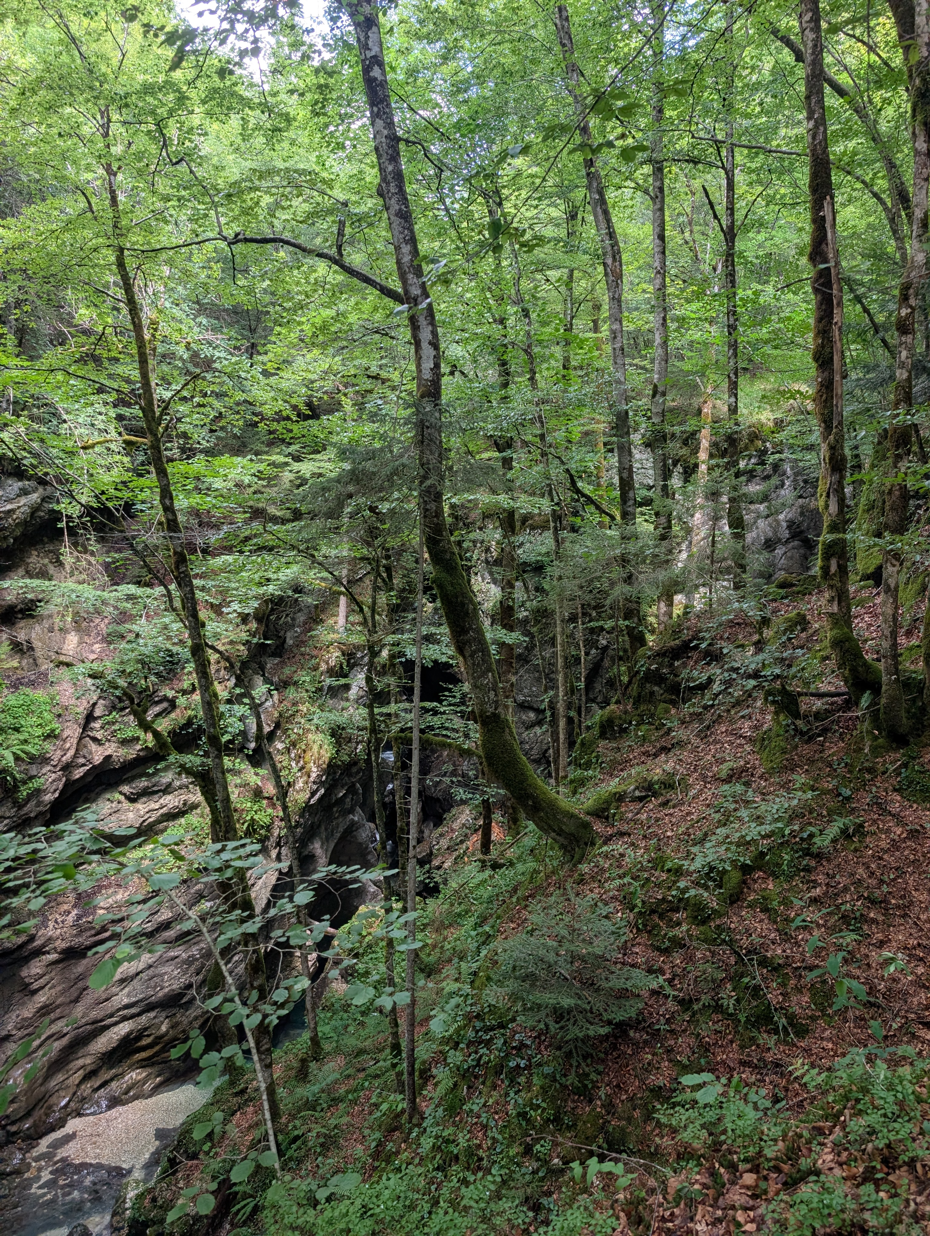 Waldbaden Naturerlebnis Wien Umgebung – Goldenes Waldlicht